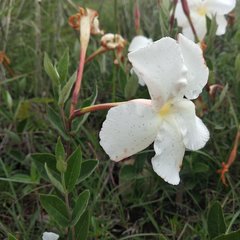 Mandevilla oaxacensis