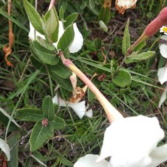 Mandevilla oaxacensis