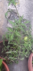 Solanum lycopersicum