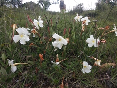 Mandevilla oaxacensis