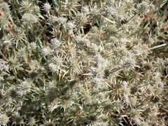 Eryngium petiolatum