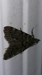 Aglossa pinguinalis
