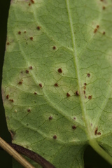 Puccinia convolvuli