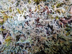 Cladonia multiformis