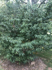 Cornus kousa