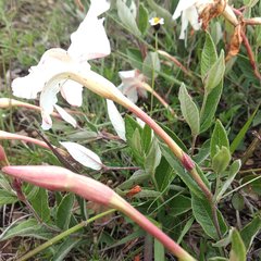Mandevilla oaxacensis