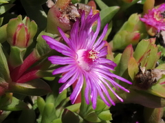 Ruschia rubricaulis