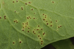 Puccinia convolvuli
