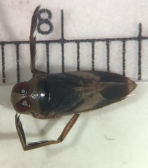 Notonecta raleighi
