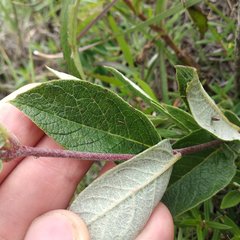 Mandevilla oaxacensis