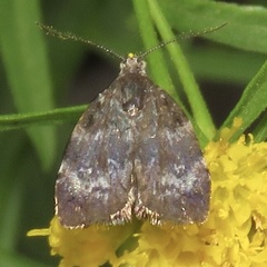 Choreutis diana