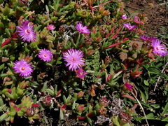 Ruschia rubricaulis