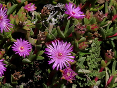 Ruschia rubricaulis