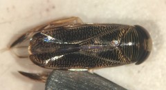 Hesperocorixa nitida
