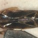 Hesperocorixa nitida - Photo (c) Matthew Pintar,  זכויות יוצרים חלקיות (CC BY), הועלה על ידי Matthew Pintar