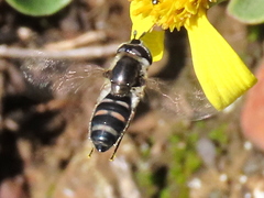 Betasyrphus intersectus