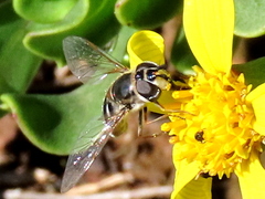 Betasyrphus intersectus
