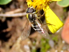Betasyrphus intersectus