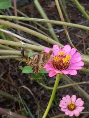 Euptoieta claudia