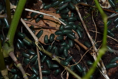 Zoosphaerium neptunus