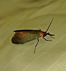 Lycomorpha splendens