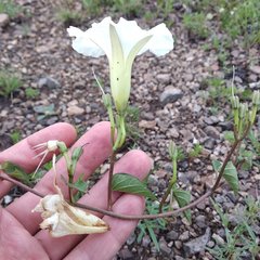 Ipomoea proxima