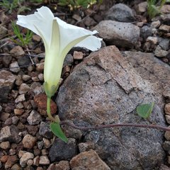 Ipomoea proxima