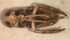 Hesperocorixa nitida