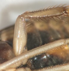 Hesperocorixa nitida