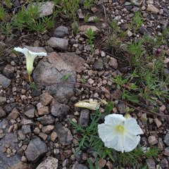 Ipomoea proxima