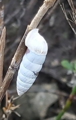 Fauxulus capensis