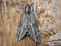 Sphinx canadensis