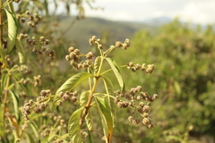 Lippia hirsuta