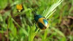 Monocesta ducalis