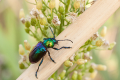 Chrysochares asiaticus