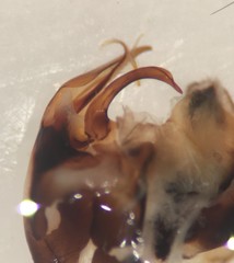 Hesperocorixa interrupta