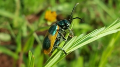 Monocesta ducalis