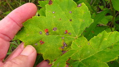 Sphaerulina aceris
