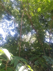 Ailanthus altissima