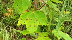Sphaerulina aceris