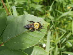 Laphria thoracica