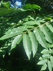 Ailanthus altissima