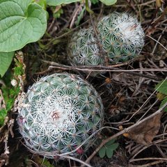 Mammillaria haageana haageana
