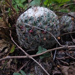 Mammillaria haageana haageana