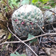 Mammillaria haageana haageana