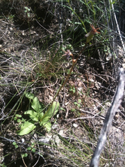 Primula meadia