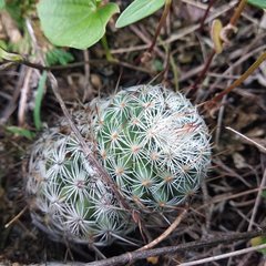 Mammillaria haageana haageana