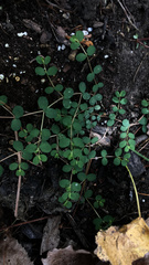 Euphorbia prostrata