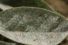 Erysiphe palczewskii