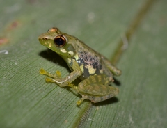 Guibemantis bicalcaratus
